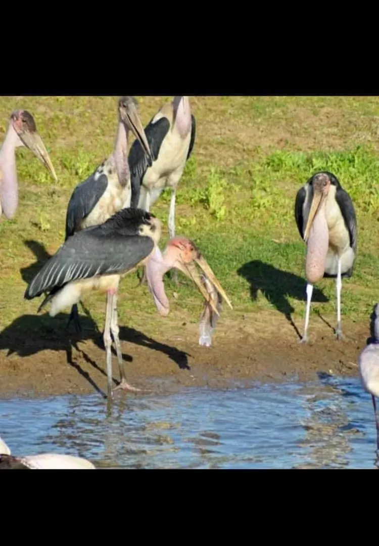 Speke Hotels And Tours In Kampala Campsite